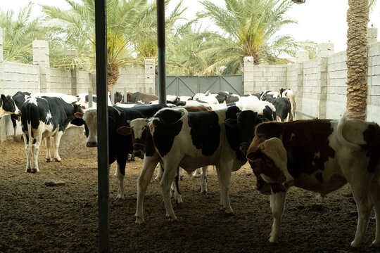 Cattle Herd Standing Together Inside Farm Enclosure