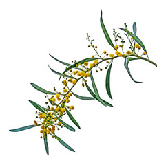 Close up of Acacia saligna