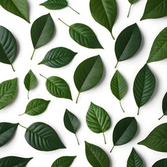 Green Leaf Pattern on White Background