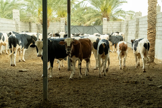 Cattle Herd Standing Together Inside Farm Enclosure