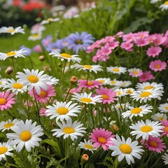 Fototapeta premium Colorful Daisy Meadow
