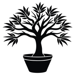 dragon tree plant on pot on white background 