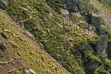 Big flock of sheep grazing in the Pyrenees mountains in France