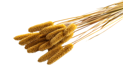 Dry Yellow Common Bulrush Reeds: A Striking Image for Nature-themed Designs and Projects