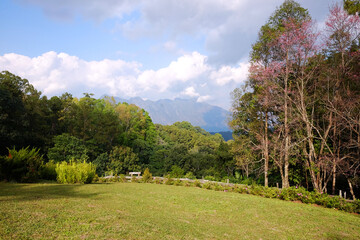 Blooming pink wild Himalayan Cherry flowers plant in tropical forest with green lawn on the hill with valley Doi Luang Chiang Dao mountain view, Chiang Mai Province of Thailand