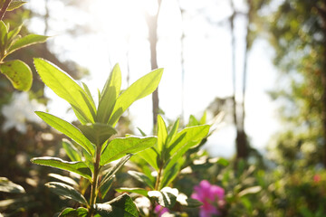 Bright and fresh green leaves of plant in the sunlight on summer. Ecology natural background
