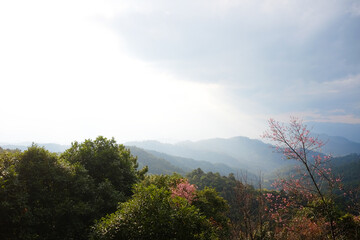 Blooming pink wild Himalayan Cherry flowers plant in tropical forest on the valley mountain view, Chiang Mai Province of Thailand
