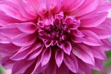 Close-up of a vibrant pink dahlia flower.