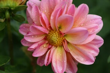 Pink dahlia flower with dewdrops.
