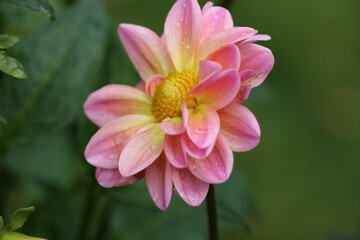 Obraz premium Pink Dahlia with Dewdrops