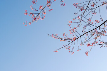 Blooming pink wild Himalayan Cherry flowers branch with blue sky. Copy space