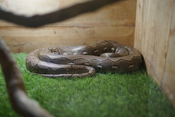 Captivating Python in Enclosure A Close-Up of a Reticulated Python Resting on Artificial Turf