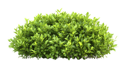 Naklejka premium Vibrant Green Bush Isolated on White Background - Botanical Illustration for Design Projects