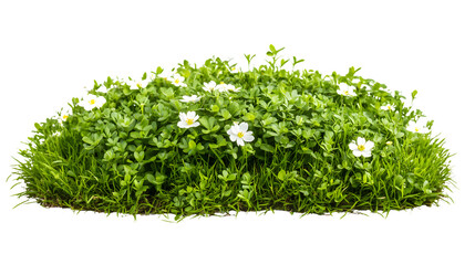 Obraz premium Vibrant Spring Green Grass Lawn with Flowers on White Background - Isolated Image