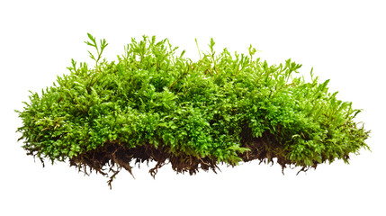 Vibrant Green Moss Texture on White Background - Botanical Element for Designers