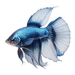 Fototapeta premium Blue Halfmoon Betta Fish