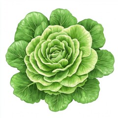 Fototapeta premium ornamental cabbage