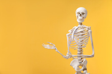 Artificial human skeleton model on orange background, space for text