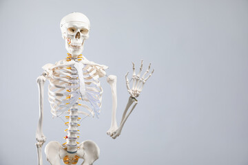 Artificial human skeleton model on gray background, space for text