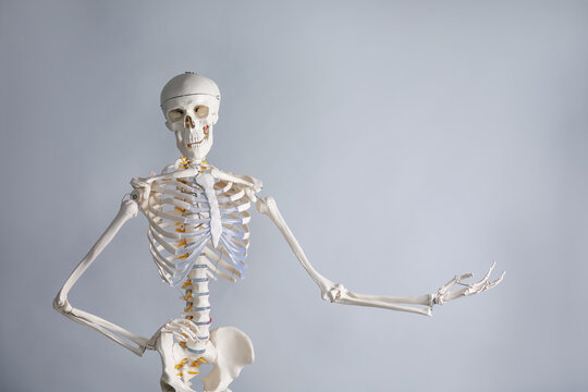 Artificial human skeleton model on gray background, space for text