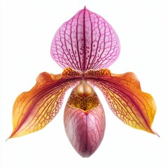 lady slipper orchid