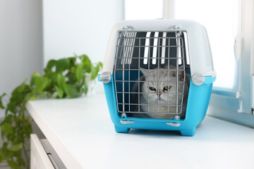 Cute cat in pet carrier on windowsill indoors. Space for text