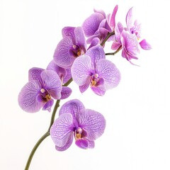 Fototapeta premium pink orchid branch