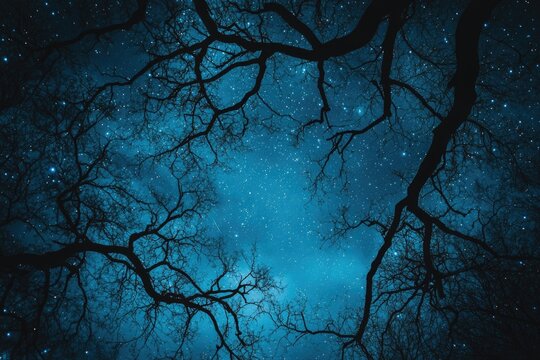 branches of tree against the background of the starry sky