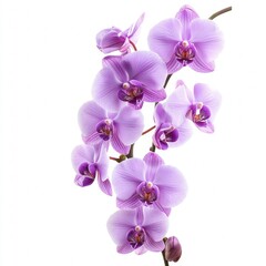 pink orchid branch