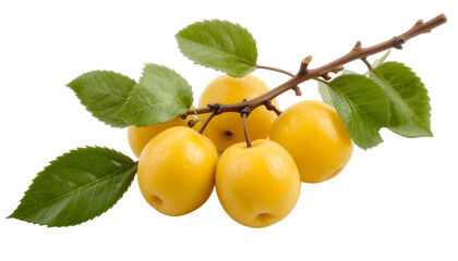 Wild yellow plums with leaves and twigs, isolated on white background
