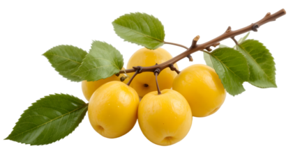 Wild yellow plums with leaves and twigs, isolated on white background