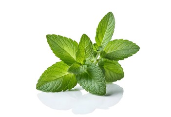 Fresh Sprig of Mint on White Background