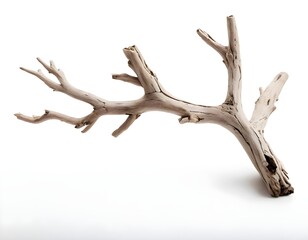 Fototapeta premium Dried Driftwood Branch Isolated on White