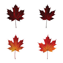 Fototapeta premium A set of four detailed maple leaves in vibrant autumn colors, isolated on a white background. Perfect for seasonal designs, nature-themed projects and fall-inspired illustrations.