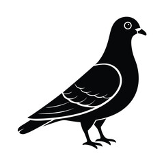 Isolated Pigeon Bird Farm Animal Graphic