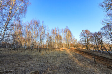 A field of trees with a blue sky in the background