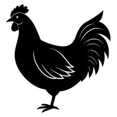 rooster isolated on white background