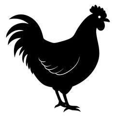 rooster isolated on white background
