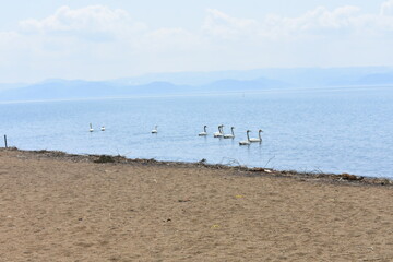 福島県　猪苗代湖　白鳥がいる風景
