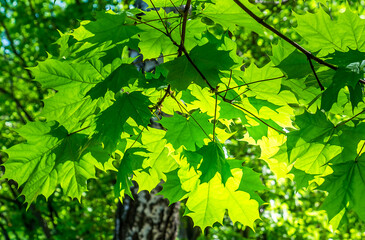 green maple leaves