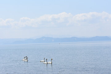 福島県　猪苗代湖　白鳥がいる風景
