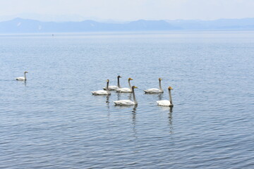猪苗代湖　白鳥が泳ぐ