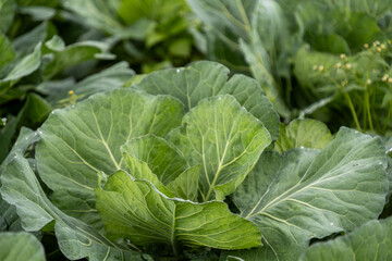 Obraz premium Fresh green cabbage plants growing in a lush vegetable field, Agam, West Sumatra, Indonesia. Close up photo 