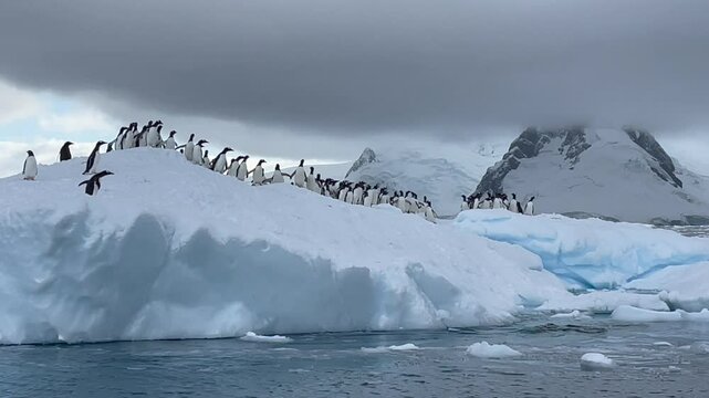 Gentoo Penguins find safety from a leopard seal on an Antarctic iceberg