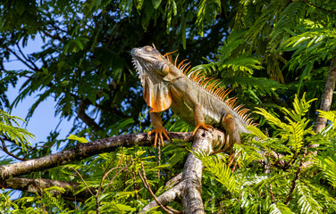 Green Iguana basking in the sun on a tree branch