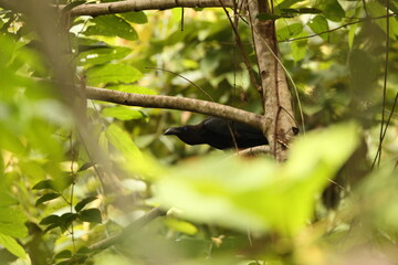 The brown-headed crow (Corvus fuscicapillus) is a passerine bird of the genus Corvus in the family...