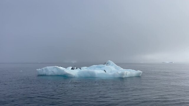 Gentoo Penguins on iceberg in Antarctica