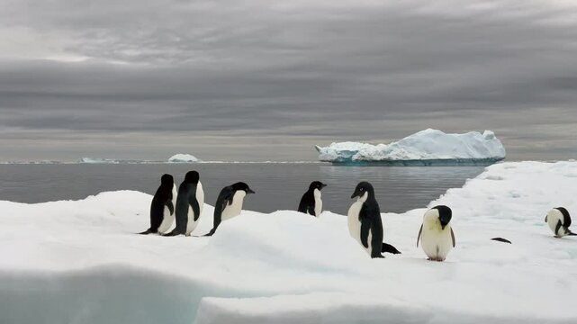 Adelie Penguins resting on iceberg at Brown Bluff in Antarctica