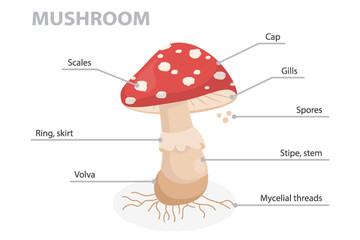 Mushroom anatomy diagram. Structure parts, stipe, stem, spores, ring, skirt, volva, mycelial threads, gills, scales, cap. Flat vector poster on white background.