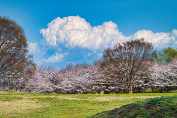 快晴の春の日に、満開の桜を眺めながら広大な公園を散歩